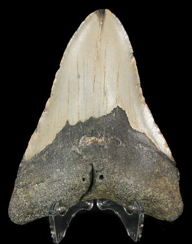Bargain Megalodon Tooth - North Carolina #48900